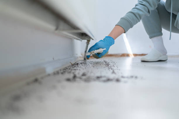 Best Best Pest Control Companies  in Holly Springs, MS