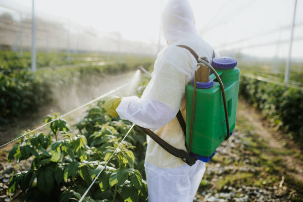 Wasp Removal Services in Holly Springs, MS